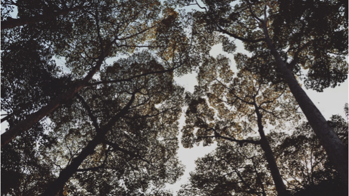 Looking up into trees