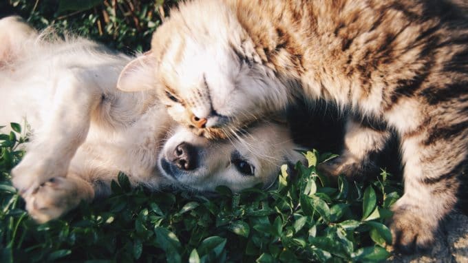 dog and cat laying on the grass