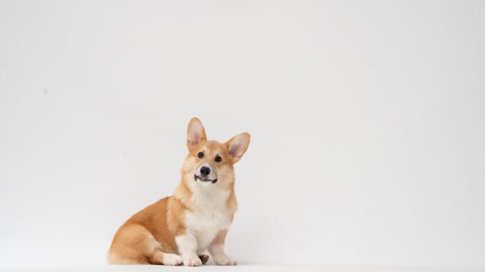 Corgi sitting against a white background.